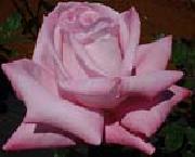 unknow artist Realistic Pink Rose painting